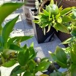 Citrus × aurantiifolia Листок