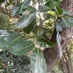 Tabebuia heterophylla Leaf