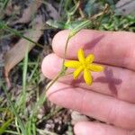 Urochloa eminii 花