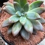 Pachyphytum kimnachii Leaf