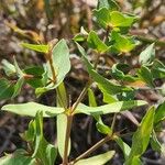 Euphorbia schimperiana Φύλλο