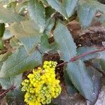 Berberis aquifolium Blomst