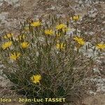 Launaea lanifera عادت داشتن