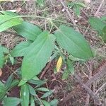 Thunbergia fragrans 葉