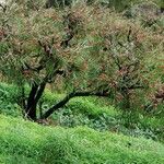 Grevillea banksii Кветка