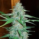 Cannabis sativa Çiçek