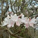 Rhododendron canescens Çiçek