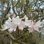 Rhododendron canescens Blüte