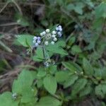 Ageratum conyzoides Flor