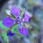 Clarkia rhomboidea Blüte