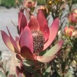 Leucadendron salignum Fruto