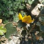 Fremontodendron californicum Ліст