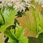 Rodgersia podophylla Лист