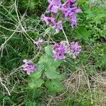 Lunaria annuaBloem