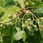 Tilia mongolica Fruit