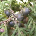 Juniperus recurva Habitus