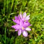 Dipterostemon capitatus Flower