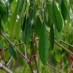 Euphorbia leucocephala Leaf