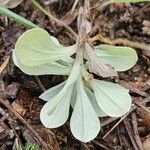 Antennaria parvifolia Ліст