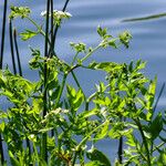 Sium latifolium Blüte