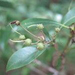 Kalmia latifolia Gyümölcs