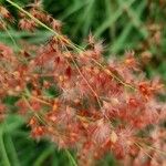 Melinis repens Flower