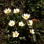 Caltha leptosepala Habitat