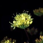 Eriogonum prociduum फूल