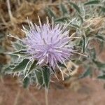 Centaurea calcitrapaFlor