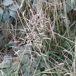 Eragrostis curvula Žiedas