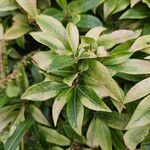 Pieris japonica পাতা