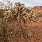 Cylindropuntia whipplei आदत