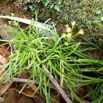 Campynemanthe parva Hoja