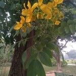 Cassia fistula 葉