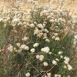 Eriogonum fasciculatum Blüte