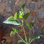 Scutellaria albida 葉