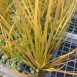 Libertia peregrinans Leaf