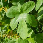 Tropaeolum peregrinum Blatt