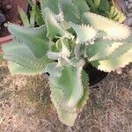 Kalanchoe ceratophylla Leaf