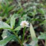 Alternanthera philoxeroides പുഷ്പം