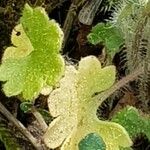 Saxifraga granulata Leaf