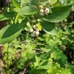 Cornus racemosa Frucht