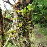 Angraecum obversifolium Övriga