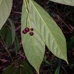 Psychotria remota Vili