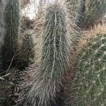 Echinocereus engelmannii Агульны выгляд