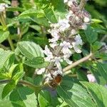 Ocimum kilimandscharicum Flower