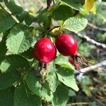 Rosa villosa Fruit