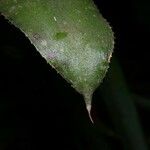 Aechmea angustifolia Kabuk