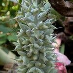 Aechmea mariae-reginae Fruto