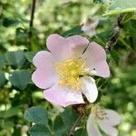 Rosa micrantha Fiore